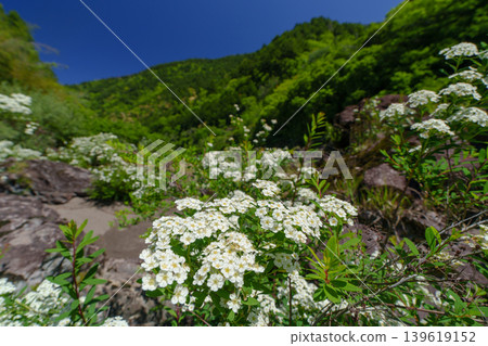 高知縣湯原町八重藤溪畔盛開的繡線菊 高知縣湯原町八重藤溪畔盛開的繡線菊 139619152