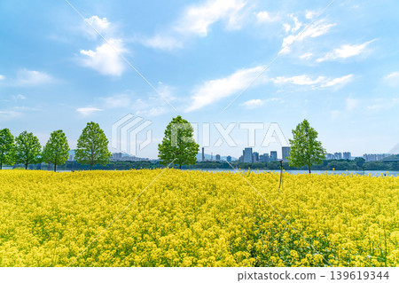 Scenic landscape of a yellow canola flower field with a lone tree under a blue sky in Guri Hangang Park Scenic landscape of a yellow canola flower field with a lone tree under a blue sky in Guri Hangang Park 139619344