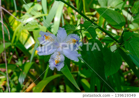 森林裡盛開著鳶尾花，美麗的蝴蝶花野花。 139619349