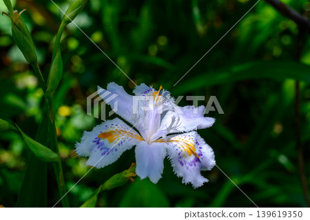 森林裡盛開著鳶尾花，美麗的蝴蝶花野花。 139619350