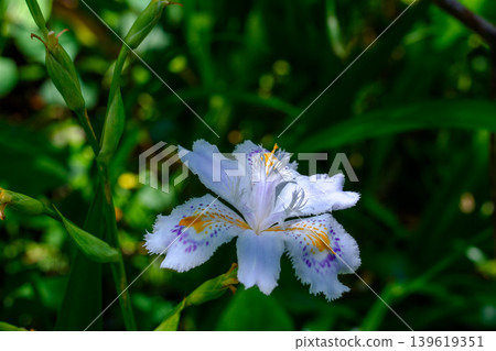 森林裡盛開著鳶尾花，美麗的蝴蝶花野花。 139619351