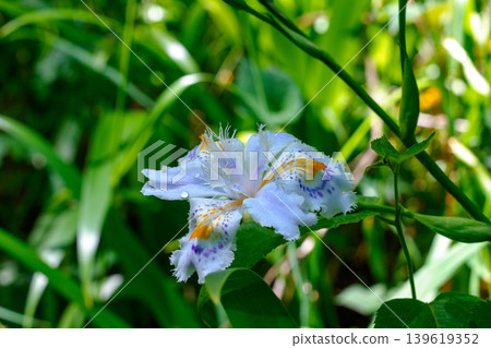 森林裡盛開著鳶尾花，美麗的蝴蝶花野花。 139619352