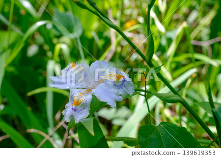 森林裡盛開著鳶尾花，美麗的蝴蝶花野花。 139619353