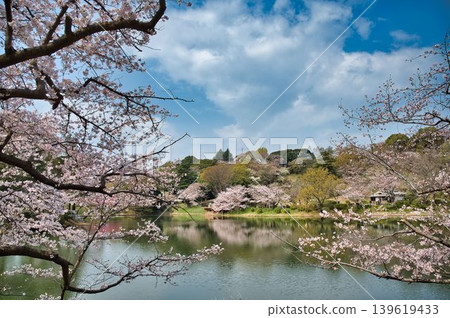 Somei Yoshino cherry trees at the lower pond Somei Yoshino cherry trees at the lower pond 139619433
