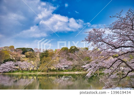 對岸綿延著一排櫻花樹。 對岸綿延著一排櫻花樹。 139619434