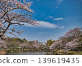 上池周圍的櫻花景色 139619435