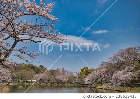 上池周圍的櫻花景色 上池周圍的櫻花景色 139619435