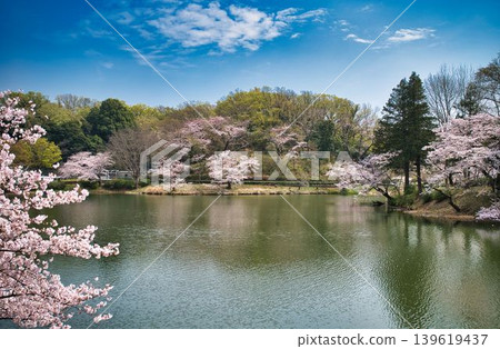 春意盎然的三池公園 春意盎然的三池公園 139619437