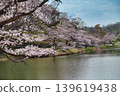 染井吉野櫻樹垂落至水面 139619438