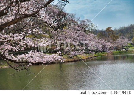 染井吉野櫻樹垂落至水面 染井吉野櫻樹垂落至水面 139619438