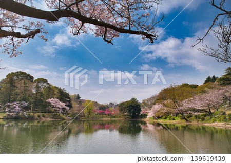 中池的美麗春日 中池的美麗春日 139619439