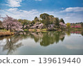 櫻花倒映在水面上，水鳥悠然自得。 139619440