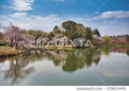 櫻花倒映在水面上，水鳥悠然自得。 139619440