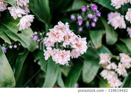 Soft Pink Flowers Blooming Among Green Leaves in Garden Soft Pink Flowers Blooming Among Green Leaves in Garden 139619482
