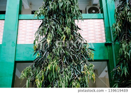 Tall Green Ornamental Tree in Front of Building Exterior 139619489