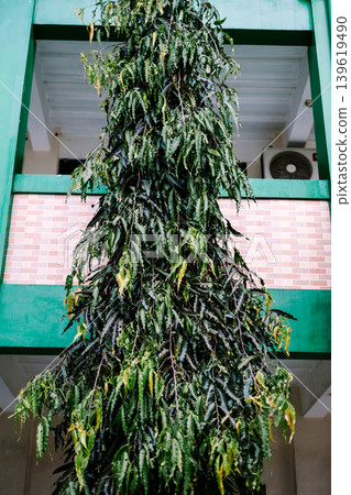 Lush Decorative Tree with Hanging Leaves Near Building Structure Lush Decorative Tree with Hanging Leaves Near Building Structure 139619490