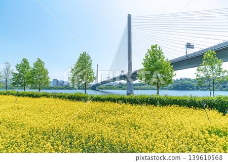 Seoul, South Korea - May. 10, 2026 : Guri Hangang Park Yellow Rapeseed Flower Field and Guri Amsa Bridge Landscape 139619568