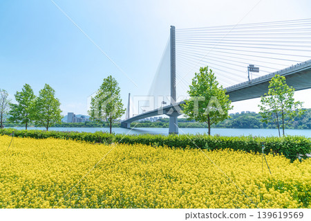 Seoul, South Korea - May. 10, 2026 : Guri Hangang Park Yellow Rapeseed Flower Field and Guri Amsa Bridge Landscape Seoul, South Korea - May. 10, 2026 : Guri Hangang Park Yellow Rapeseed Flower Field and Guri Amsa Bridge Landscape 139619569