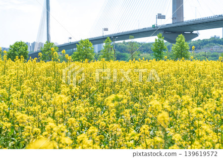 Seoul, South Korea - May. 10, 2026 : Guri Hangang Park Yellow Rapeseed Flower Field and Guri Amsa Bridge Landscape Seoul, South Korea - May. 10, 2026 : Guri Hangang Park Yellow Rapeseed Flower Field and Guri Amsa Bridge Landscape 139619572