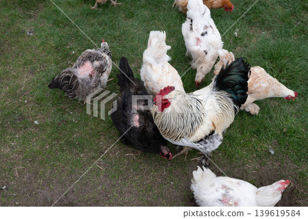 Group of chicken on a farmyard in a village. Reds and gray chickens walking in paddock Hens looking for grains while walking in paddock on farm. Group of chicken on a farmyard in a village. Reds and gray chickens walking in paddock Hens looking for grains while walking in paddock on farm. 139619584
