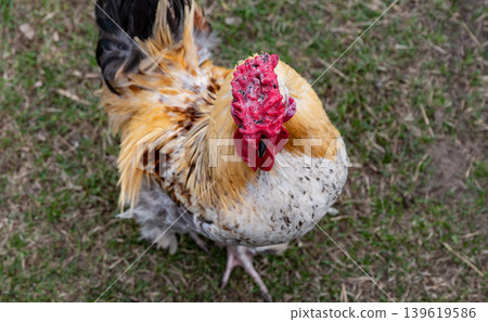 A disease of a rooster infected with a chicken tick. 139619586