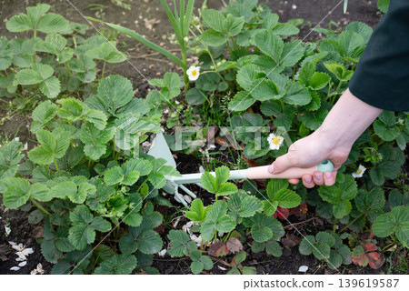 Gardening with colorful gloves and young tomato plant on fertile soil in a backyard setting 139619587