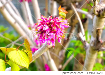 紫荊(Cercis chinensis) 紫荊(Cercis chinensis) 139619620