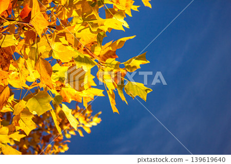 Autumn leaves over the blue sky background with copy space. Autumn leaves over the blue sky background with copy space. 139619640