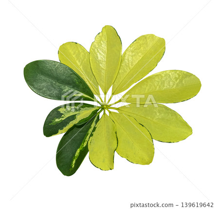 Schefflera variegated foliage, Exotic tropical leaf, isolated on white background with clipping path. Floral design element for cards, invitations, posters. Schefflera variegated foliage, Exotic tropical leaf, isolated on white background with clipping path. Floral design element for cards, invitations, posters. 139619642