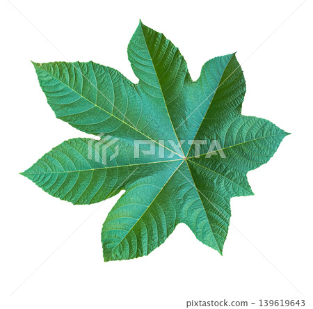 Bright Green Castor leaf Ricinus communis isolated on white background with clipping path. Bright Green Castor leaf Ricinus communis isolated on white background with clipping path. 139619643