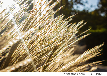 White Puffy flowers of Chinese prachtriet, Miscanthus sinensis or Maiden Silvergrass at sunset with copy space. Natural background. White Puffy flowers of Chinese prachtriet, Miscanthus sinensis or Maiden Silvergrass at sunset with copy space. Natural background. 139619646