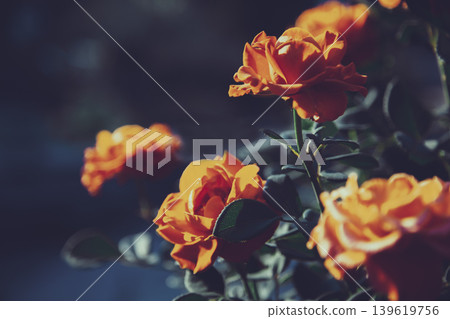 Moody Floral background with red and orange roses on dark background with copy space, floral design, selected focus Moody Floral background with red and orange roses on dark background with copy space, floral design, selected focus 139619756