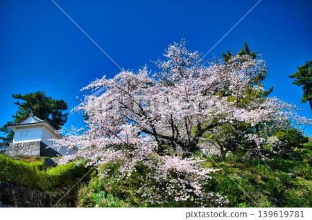 常盤門前的那棵大櫻花樹 常盤門前的那棵大櫻花樹 139619781