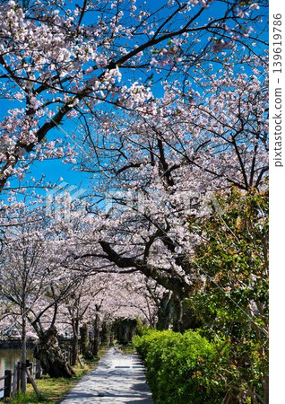 通往神社的路上,櫻花盛開。 通往神社的路上,櫻花盛開。 139619786