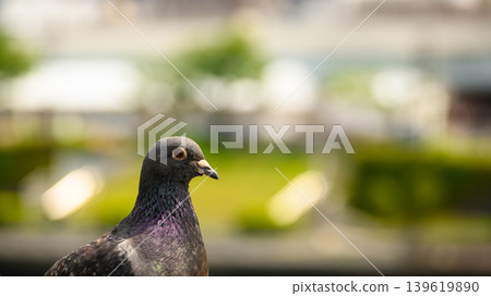 Close-up photo of a pigeon Close-up photo of a pigeon 139619890