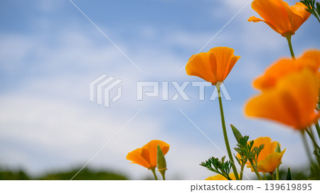Spring sky and California poppies Spring sky and California poppies 139619895