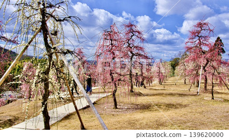 20240302 三室戶寺梅樹林 139620000