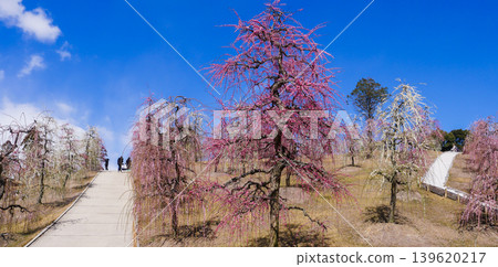 20240302 Mimuroto-ji Temple Plum Grove 20240302 Mimuroto-ji Temple Plum Grove 139620217