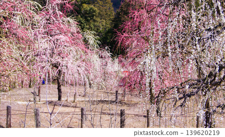 20240302 Mimuroto-ji Temple Plum Grove 20240302 Mimuroto-ji Temple Plum Grove 139620219