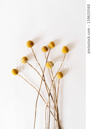 Dried craspedia flowers with yellow ball blooms on long thin stems Dried craspedia flowers with yellow ball blooms on long thin stems 139620568