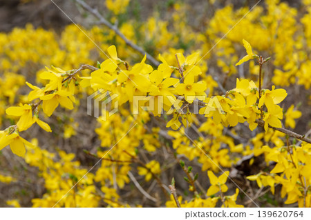Forsythia flower Forsythia flower 139620764