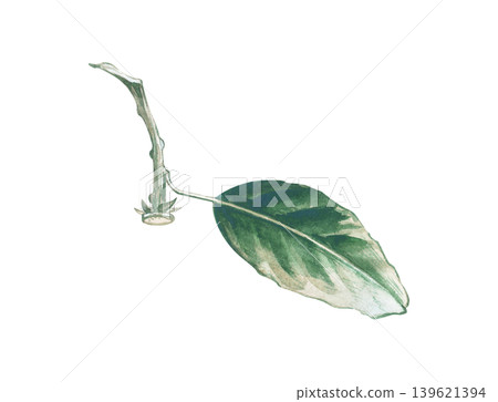 Watercolor illustration of a branch and leaf of a citrus tree, in particular, a tangerine tree. This elegant botanical element, set against an isolated background, is ideal for organic food packaging Watercolor illustration of a branch and leaf of a citrus tree, in particular, a tangerine tree. This elegant botanical element, set against an isolated background, is ideal for organic food packaging 139621394