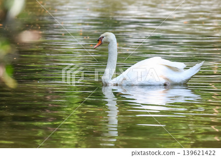 Close up White swan is cute in river Close up White swan is cute in river 139621422