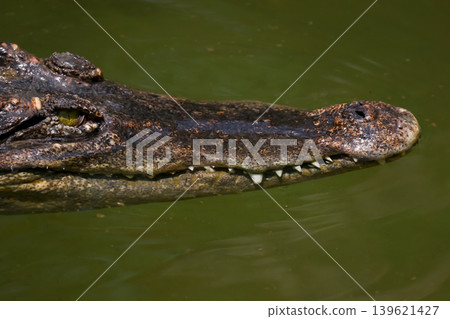 The crocodile is show head in the river The crocodile is show head in the river 139621427