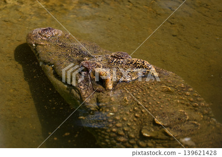 The crocodile is show head in the river 139621428