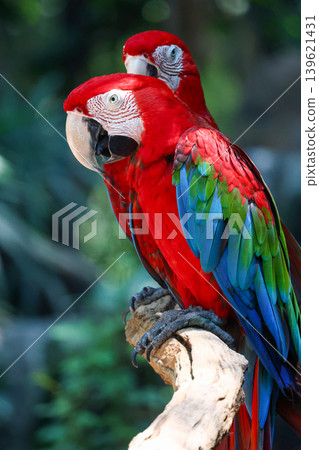Close up head the red macaw parrot bird in garden Close up head the red macaw parrot bird in garden 139621431