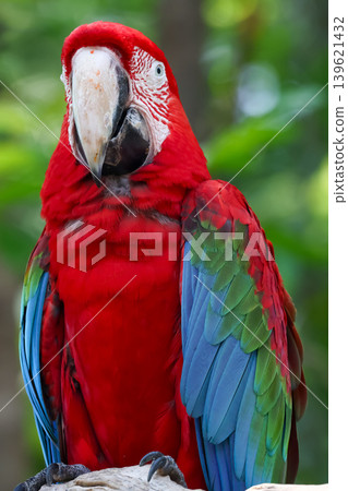 Close up head the red macaw parrot bird in garden Close up head the red macaw parrot bird in garden 139621432