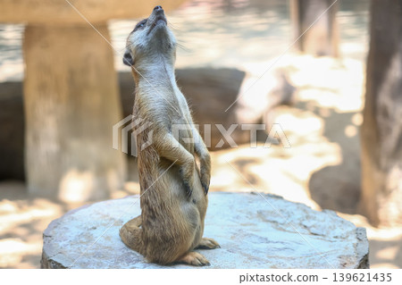 The meerkat is stay in the garden The meerkat is stay in the garden 139621435