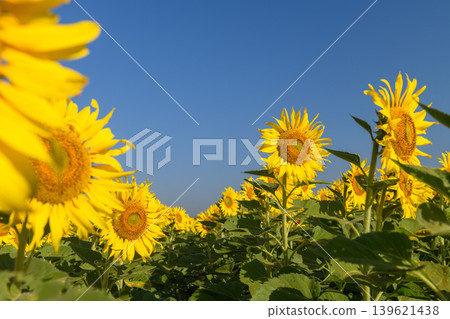 Sunflower Field Under Blue Sky with Copy Space Sunflower Field Under Blue Sky with Copy Space 139621438