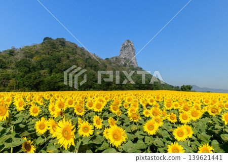 Sunflower Field with Mountain Landscape Under Clear Blue Sky Sunflower Field with Mountain Landscape Under Clear Blue Sky 139621441